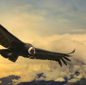 Condors, Colca Canyon