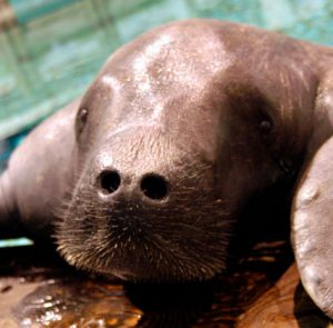 Manatee Rescue Centre, Iquitos