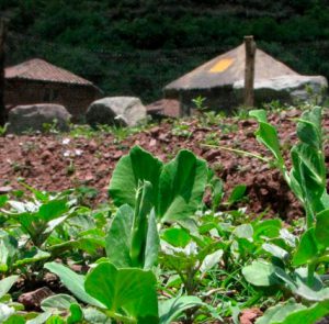 Permaculture, Madre Selva and Urubamba
